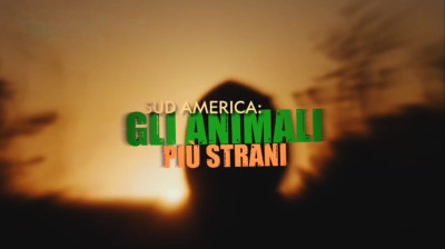 Sud America - Gli animali piu' strani [HD]