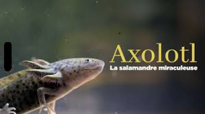 Axolotl, la salamandre miraculeuse