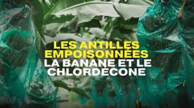 Les Antilles empoisonnées, la banane et le chlordécone